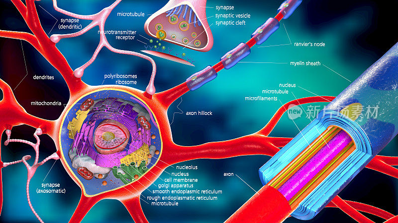 彩色的神经元和细胞构建的3d插图与描述