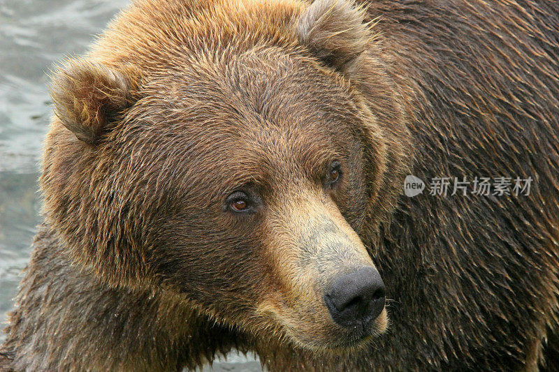 卡特迈的棕熊