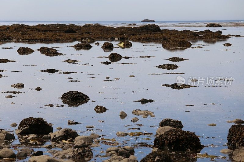 宁静的角阿拉瓦，奥林匹克海岸，华盛顿，海藻，岩石，天空反射