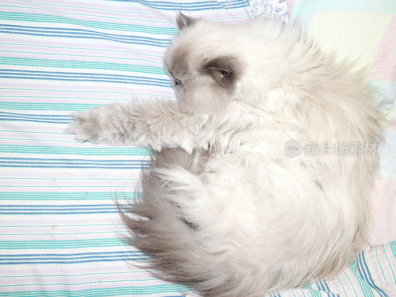 床单上有只白猫和帆布条
