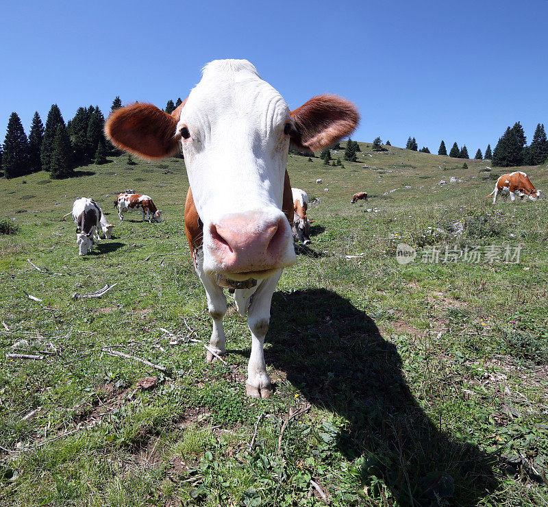 与fis拍摄的大口牛在山草地
