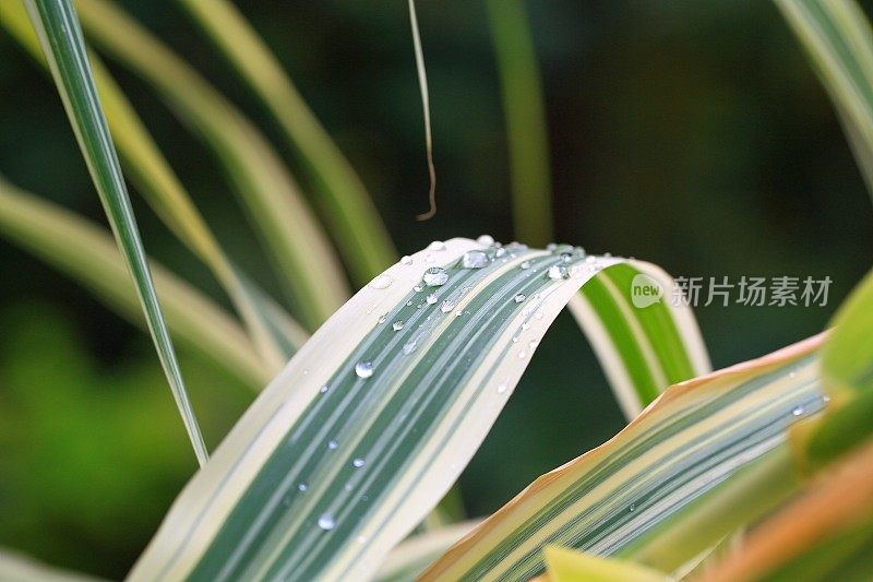 日本森林草地