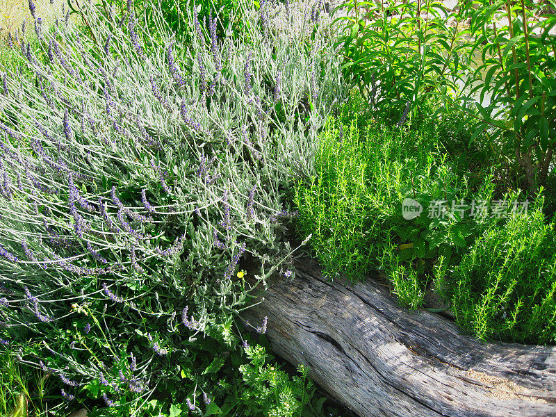 野生薰衣草和薄荷自然花园