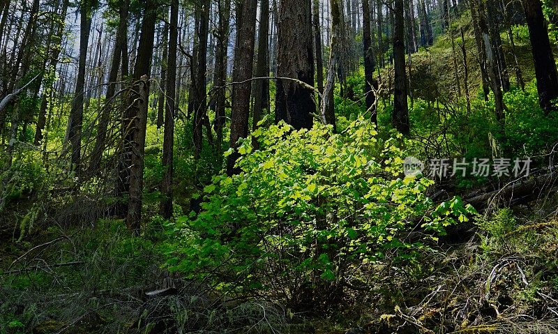 胡德山森林藤枫灯