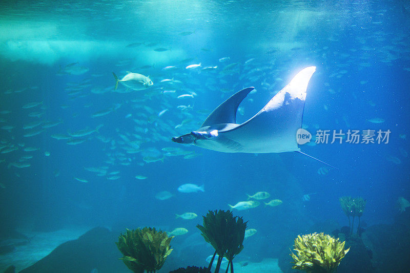 里斯本水族馆里的鱼