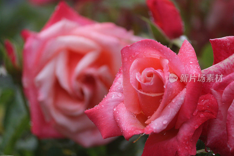 鲜花红玫瑰与水滴生长在花园雨露，芳香的红玫瑰灌木花蕾，花瓣与模糊的园艺背景，浪漫的束玫瑰花瓶，情人节，插花，婚礼花束