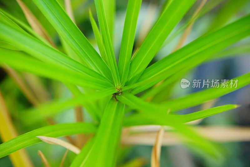 绿色纸莎草植物特写叶片