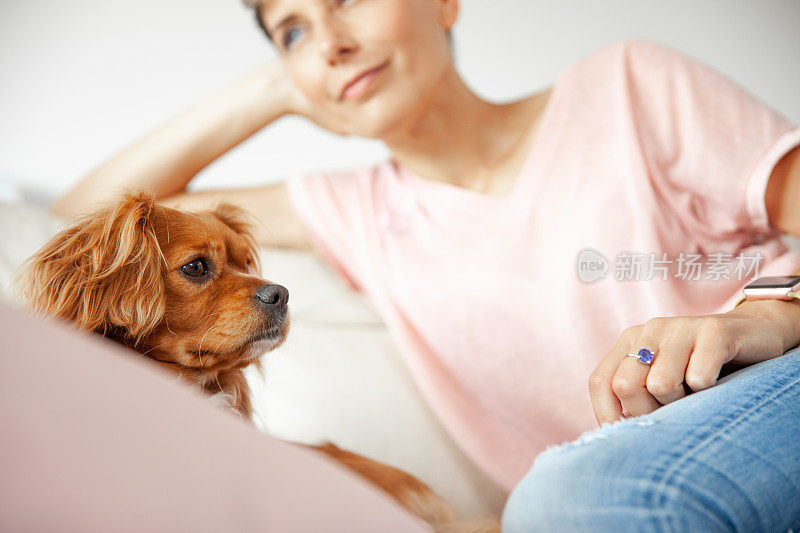 骑士国王查尔斯猎犬的肖像坐在沙发上