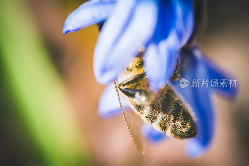 从蓝色花朵中采蜜的蜜蜂