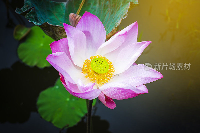 色彩鲜艳的睡莲漂浮在静静的池塘上
