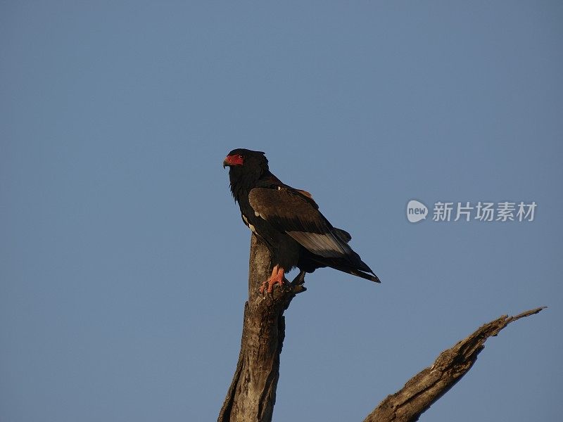 南非林波波市，刺丛动物保护区