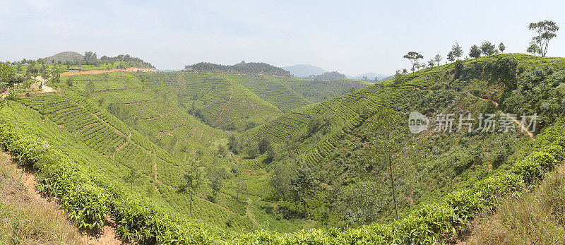 卢旺达靠近Nyungwe森林的茶园