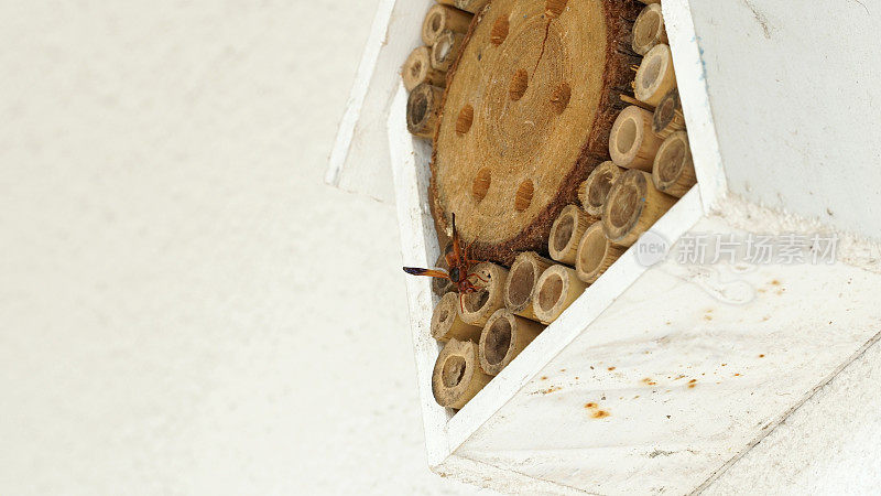 波特黄蜂建造他的房子在昆虫旅馆