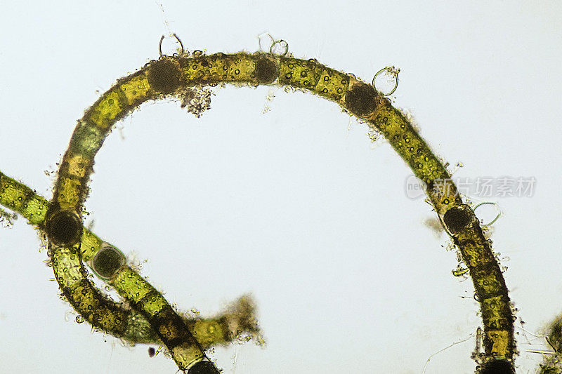 藻丝与卵原体的显微图