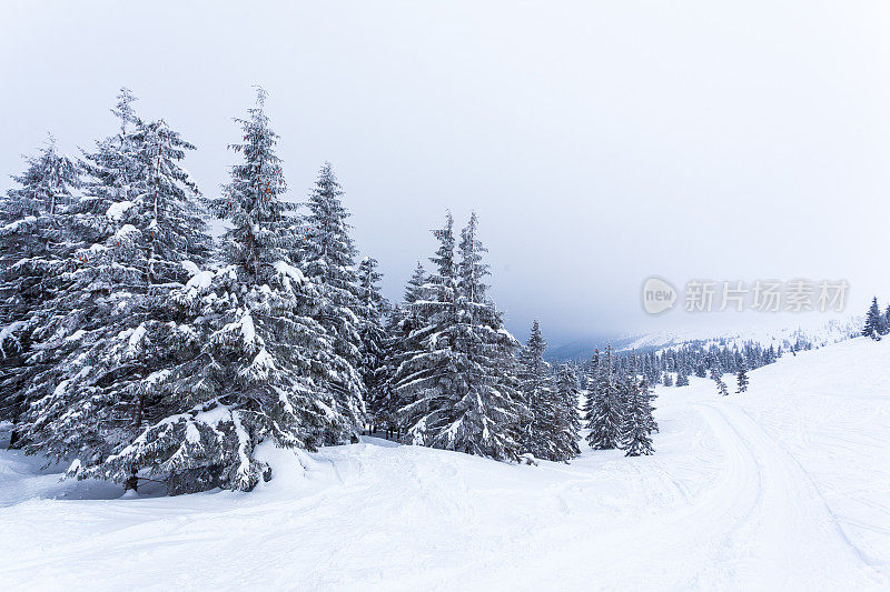 雪后冰雪覆盖的冷杉林和冬日灰蒙蒙的天空。喀尔巴阡山脉,乌克兰。