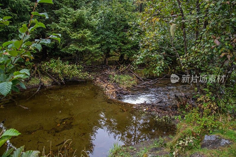 阿拉斯加门登霍尔冰川的秋叶