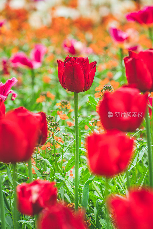 郁金香花。一束漂亮的郁金香。五颜六色的郁金香