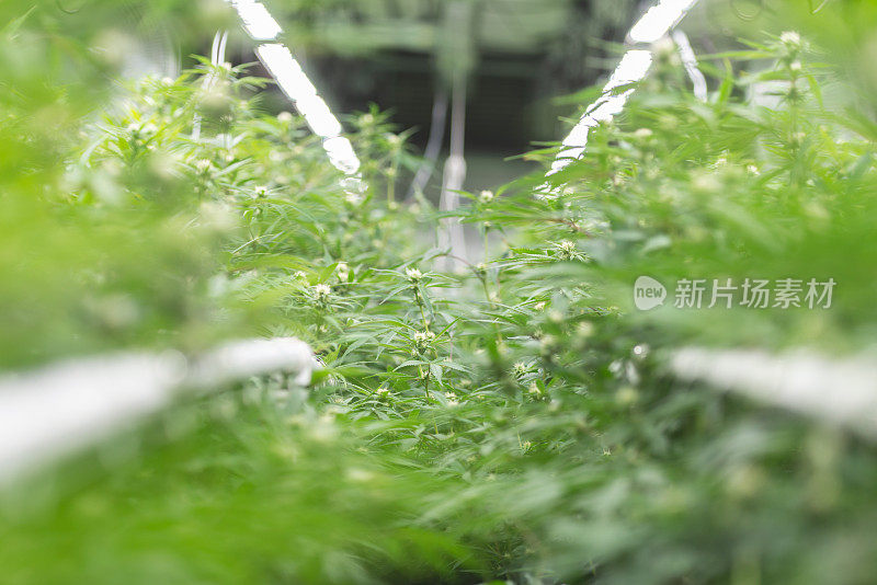 合法药用大麻种植设施库存照片