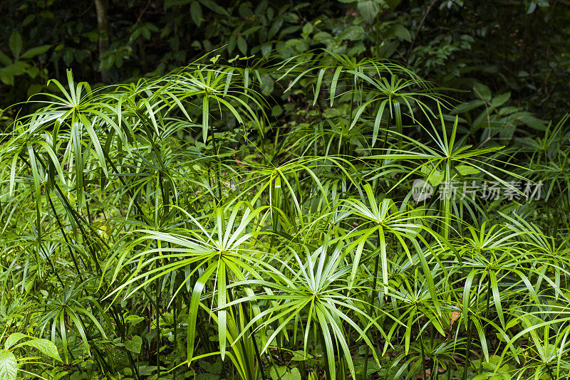 伞纸莎草(交替香莎草)，在托普斯德科兰特斯自然保护区公园，Escambray山，桑蒂斯皮里图斯区，古巴