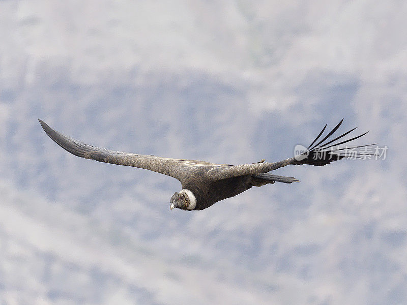 一只亚成年的安第斯秃鹰在安第斯中部上空翱翔
