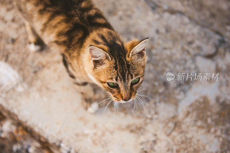 希腊喀帕索斯的流浪猫