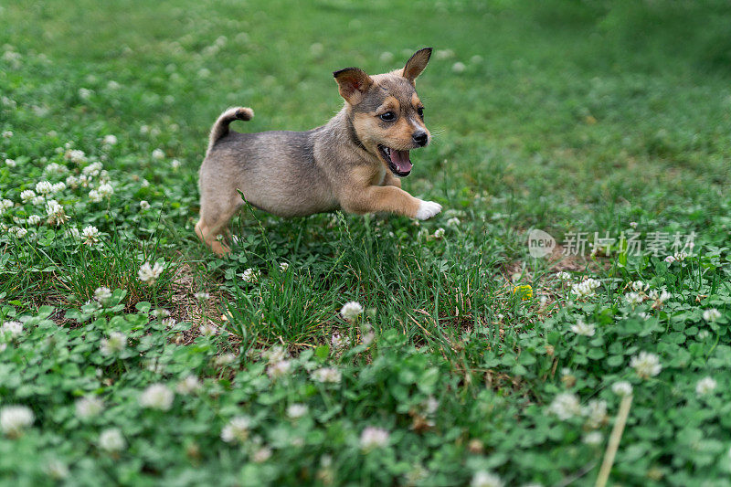 小狗在草地上玩耍