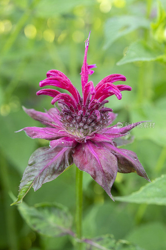 香蜂花