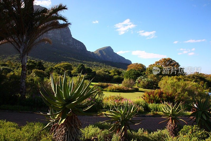 开普敦的Kirstenbosch植物园