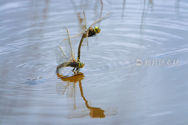 两个蜻蜓交配