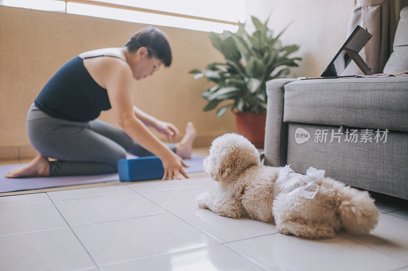 在马来西亚，一名亚洲中年妇女带着她的玩具贵宾犬宠物动物在家里阳台上练习瑜伽