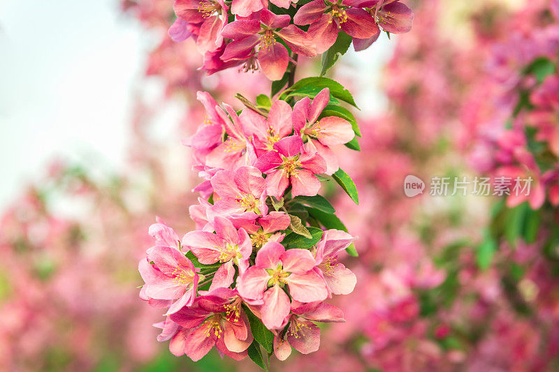 春天开花的海棠树