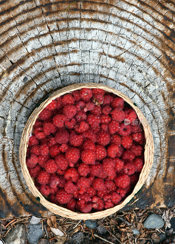 树莓,阿拉斯加