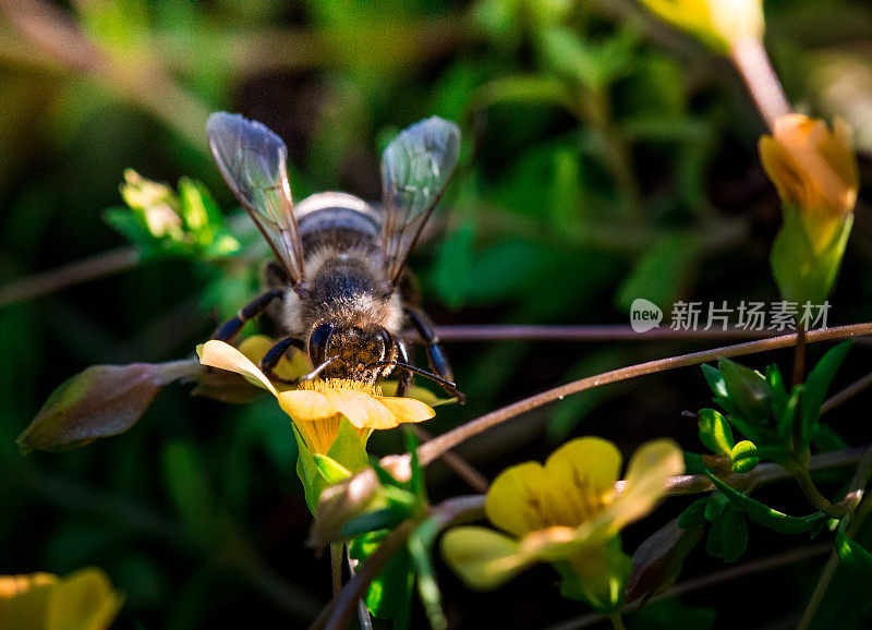 近距离观察蜜蜂在草地上给野花授粉