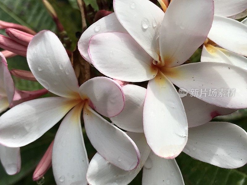 极端特写的热带白色和粉红色鸡蛋花