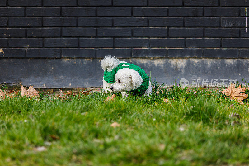 在城市户外穿着时尚毛衣的比雄犬