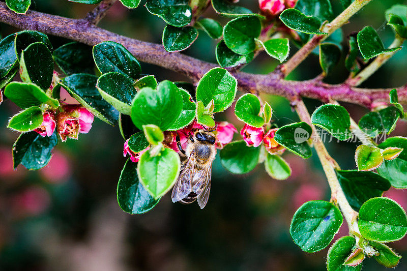 近距离观察蜜蜂在花园里给花授粉