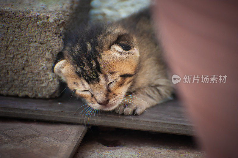 后院花园里可爱的小猫