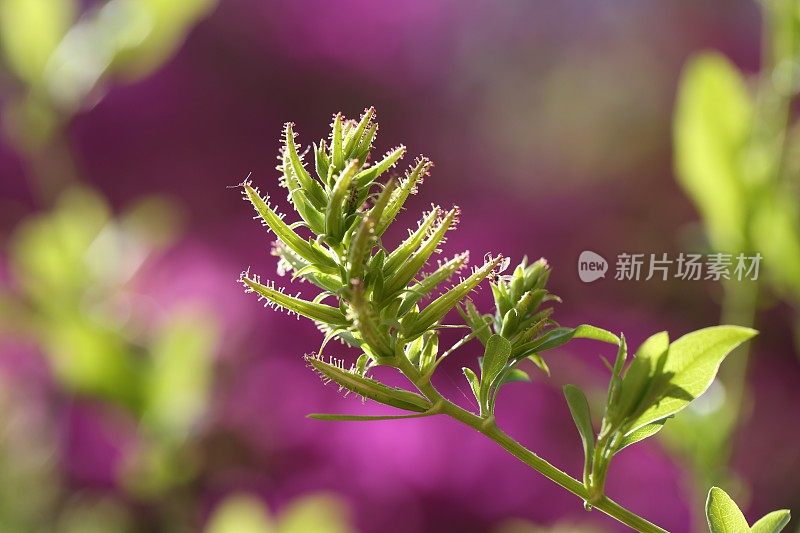 芽叶梅花灌木春天夏天紫色绿色模糊的背景灌木漂亮的花图案极端的特写