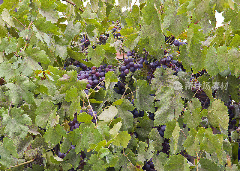 一串串成熟的葡萄