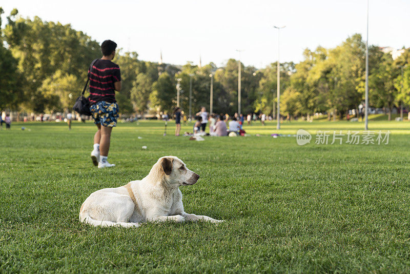 狗坐在公园的草地上。