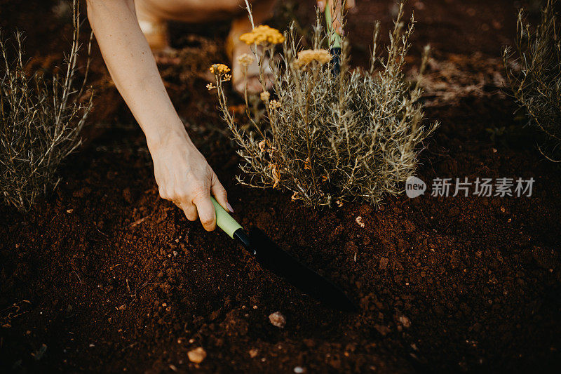 一名成年妇女在芳香植物田里工作