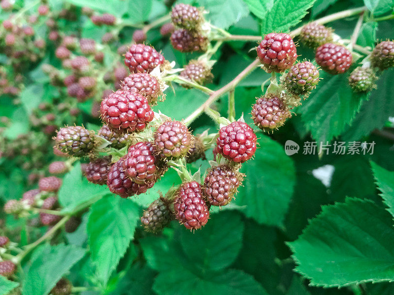贝瑞背景。接近成熟的黑莓。成熟和未成熟的黑莓在灌木丛中。有选择性的重点。
