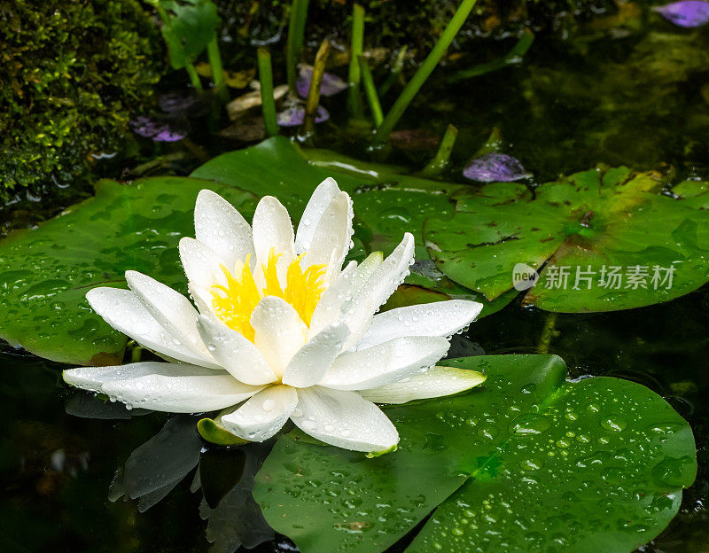 白色的水花盛开在池塘里