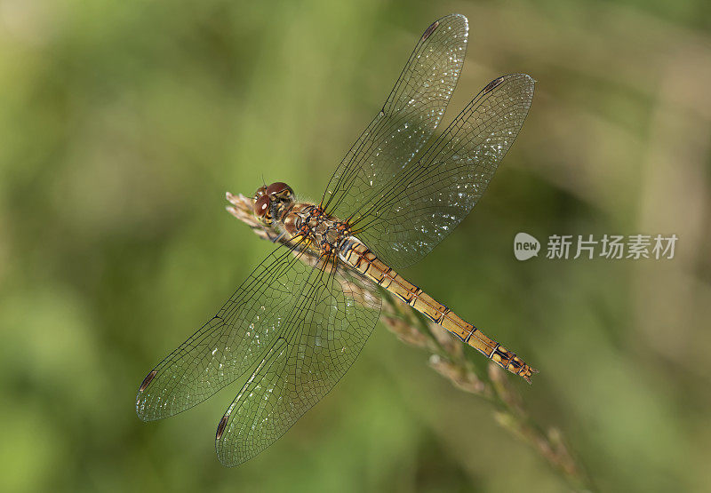 常见的镖蜻蜓