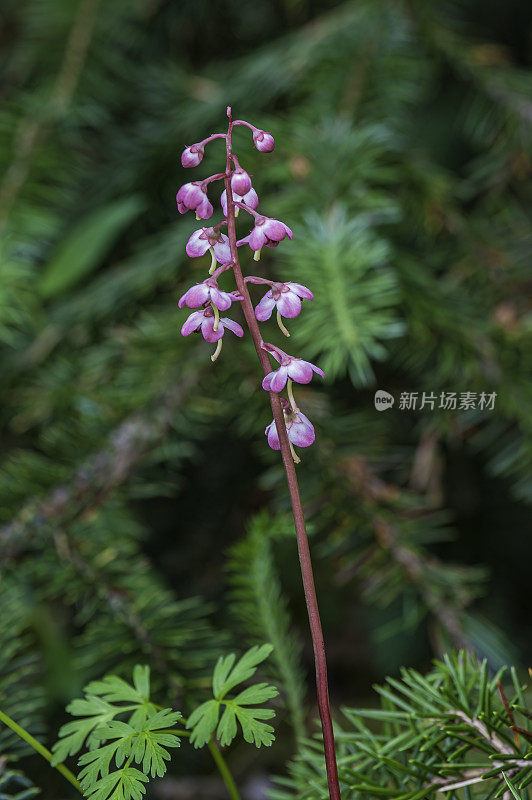 鹿蹄草，大鹿蹄草，沼泽鹿蹄草或粉红色鹿蹄草生长在冰川湾国家公园;阿拉斯加。杜鹃花科。