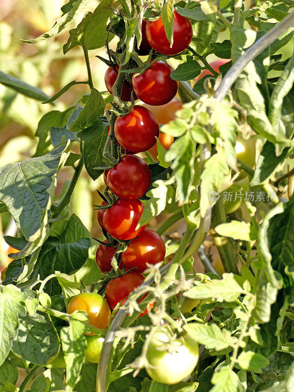 有成熟和未成熟果实的番茄植物