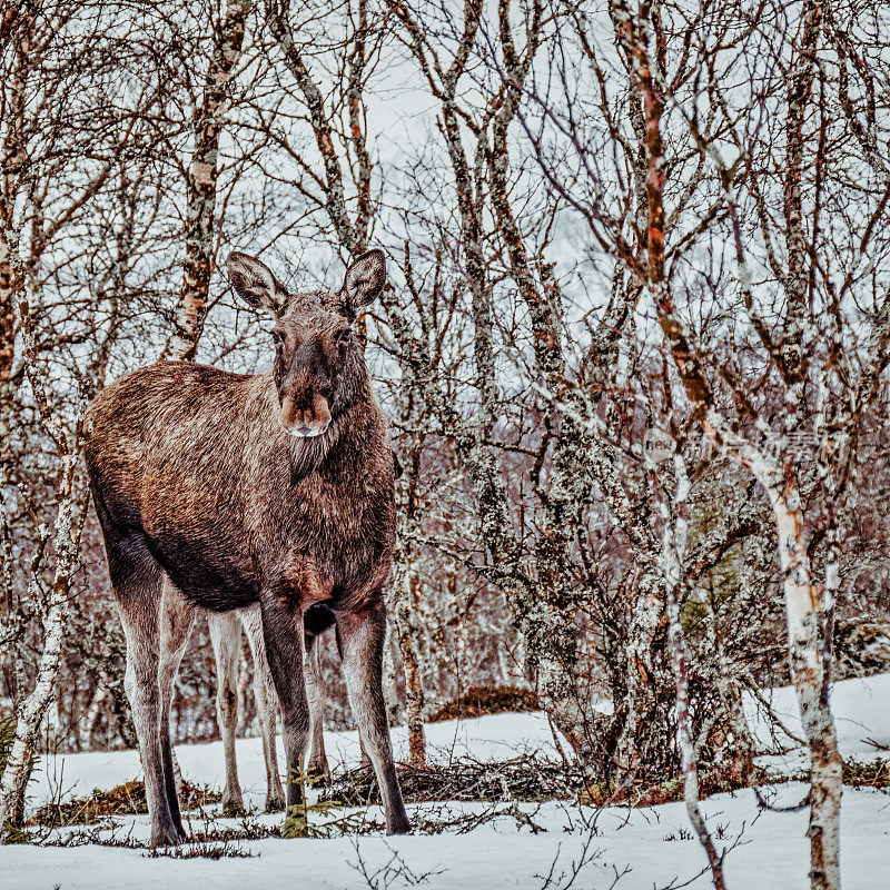 站在雪中的母驼鹿，挪威