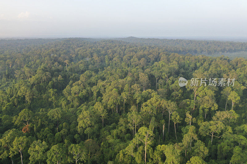 婆罗洲雨林。