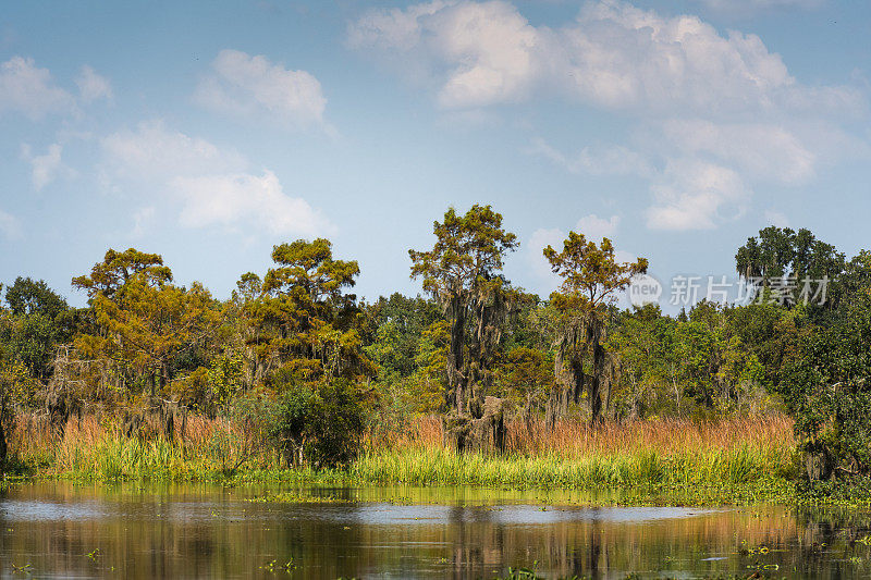 路易斯安那州的沼泽