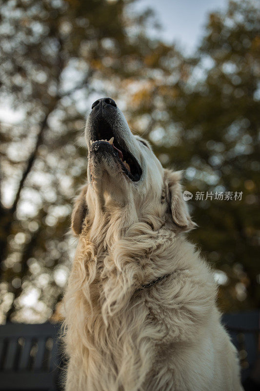 美丽的金毛寻回犬抬头看